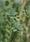 Einzelbild 1 Blaugrüne Weide - Salix caesia