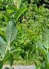 Einzelbild 6 Blaugrüne Weide - Salix caesia