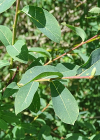 Einzelbild 7 Blaugrüne Weide - Salix caesia