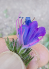 Einzelbild 8 Gemeiner Natterkopf - Echium vulgare