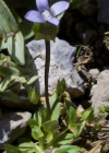 Einzelbild 5 Zarter Enzian - Gentiana tenella