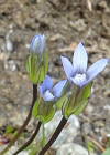 Einzelbild 7 Zarter Enzian - Gentiana tenella