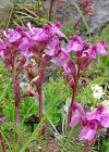 Einzelbild 8 Kopfiges Läusekraut - Pedicularis rostratocapitata
