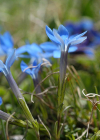 Einzelbild 5 Kurzblättriger Enzian - Gentiana brachyphylla