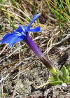 Einzelbild 6 Kurzblättriger Enzian - Gentiana brachyphylla