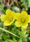 Einzelbild 4 Moor-Steinbrech - Saxifraga hirculus