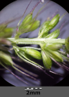 Einzelbild 2 Quirlige Borstenhirse - Setaria verticillata