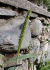 Einzelbild 4 Quirlige Borstenhirse - Setaria verticillata