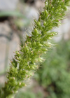 Einzelbild 5 Quirlige Borstenhirse - Setaria verticillata