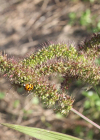 Einzelbild 6 Quirlige Borstenhirse - Setaria verticillata