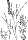 Einzelbild 7 Quirlige Borstenhirse - Setaria verticillata
