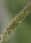 Einzelbild 8 Quirlige Borstenhirse - Setaria verticillata