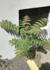 Einzelbild 1 Götterbaum - Ailanthus altissima