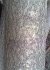 Einzelbild 5 Götterbaum - Ailanthus altissima