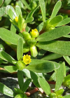 Einzelbild 3 Gemüse-Portulak - Portulaca oleracea