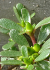 Einzelbild 4 Gemüse-Portulak - Portulaca oleracea