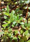 Einzelbild 6 Gemüse-Portulak - Portulaca oleracea