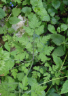 Einzelbild 3 Hecken-Kälberkropf - Chaerophyllum temulum