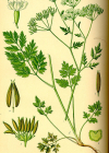 Einzelbild 4 Hecken-Kälberkropf - Chaerophyllum temulum