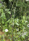 Einzelbild 5 Hecken-Kälberkropf - Chaerophyllum temulum