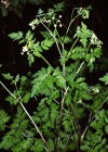Einzelbild 1 Hecken-Kälberkropf - Chaerophyllum temulum