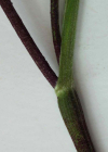 Einzelbild 7 Hecken-Kälberkropf - Chaerophyllum temulum
