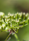 Einzelbild 8 Hecken-Kälberkropf - Chaerophyllum temulum
