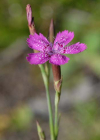 Einzelbild 8 Heide-Nelke - Dianthus deltoides