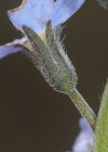 Einzelbild 8 Wald-Vergissmeinnicht - Myosotis sylvatica