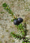 Einzelbild 5 Zwittrige Krähenbeere - Empetrum nigrum subsp. hermaphroditum