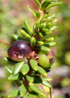 Einzelbild 7 Zwittrige Krähenbeere - Empetrum nigrum subsp. hermaphroditum