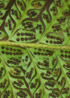 Einzelbild 8 Gelappter Schildfarn - Polystichum aculeatum