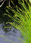Einzelbild 3 Graue Segge - Carex canescens