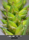 Einzelbild 4 Graue Segge - Carex canescens