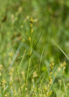 Einzelbild 6 Graue Segge - Carex canescens