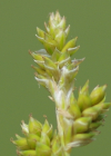 Einzelbild 7 Graue Segge - Carex canescens