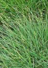 Einzelbild 8 Graue Segge - Carex canescens