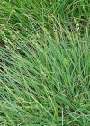 Einzelbild 6 Graue Segge - Carex canescens
