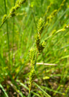 Einzelbild 1 Graue Segge - Carex canescens