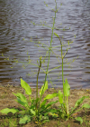 Einzelbild 2 Gemeiner Froschlöffel - Alisma plantago-aquatica