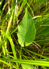 Einzelbild 5 Gemeiner Froschlöffel - Alisma plantago-aquatica