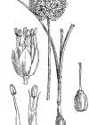 Einzelbild 2 Kugelköpfiger Lauch - Allium sphaerocephalon