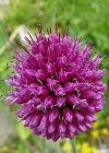 Einzelbild 6 Kugelköpfiger Lauch - Allium sphaerocephalon