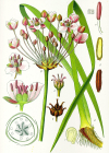 Einzelbild 2 Schwanenblume - Butomus umbellatus