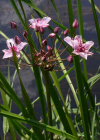 Einzelbild 5 Schwanenblume - Butomus umbellatus
