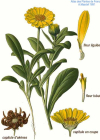 Einzelbild 2 Acker-Ringelblume - Calendula arvensis