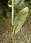 Einzelbild 3 Acker-Ringelblume - Calendula arvensis