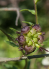 Einzelbild 7 Acker-Ringelblume - Calendula arvensis