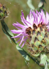 Einzelbild 2 Stoebe-Flockenblume - Centaurea stoebe