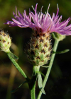 Einzelbild 5 Stoebe-Flockenblume - Centaurea stoebe